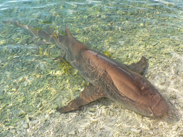 51- Tamaro, requin nourrice attend sa friandise et ses caresses 